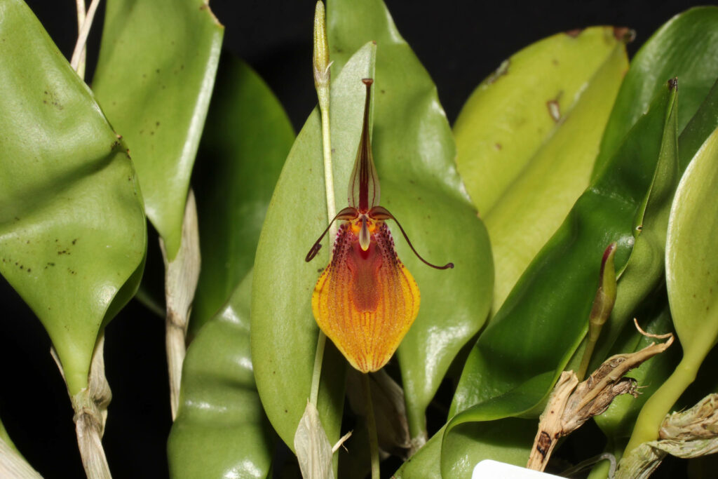 Restrepia brachypus