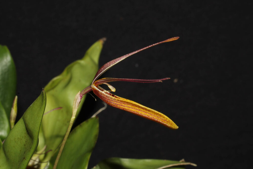 Restrepia brachypus