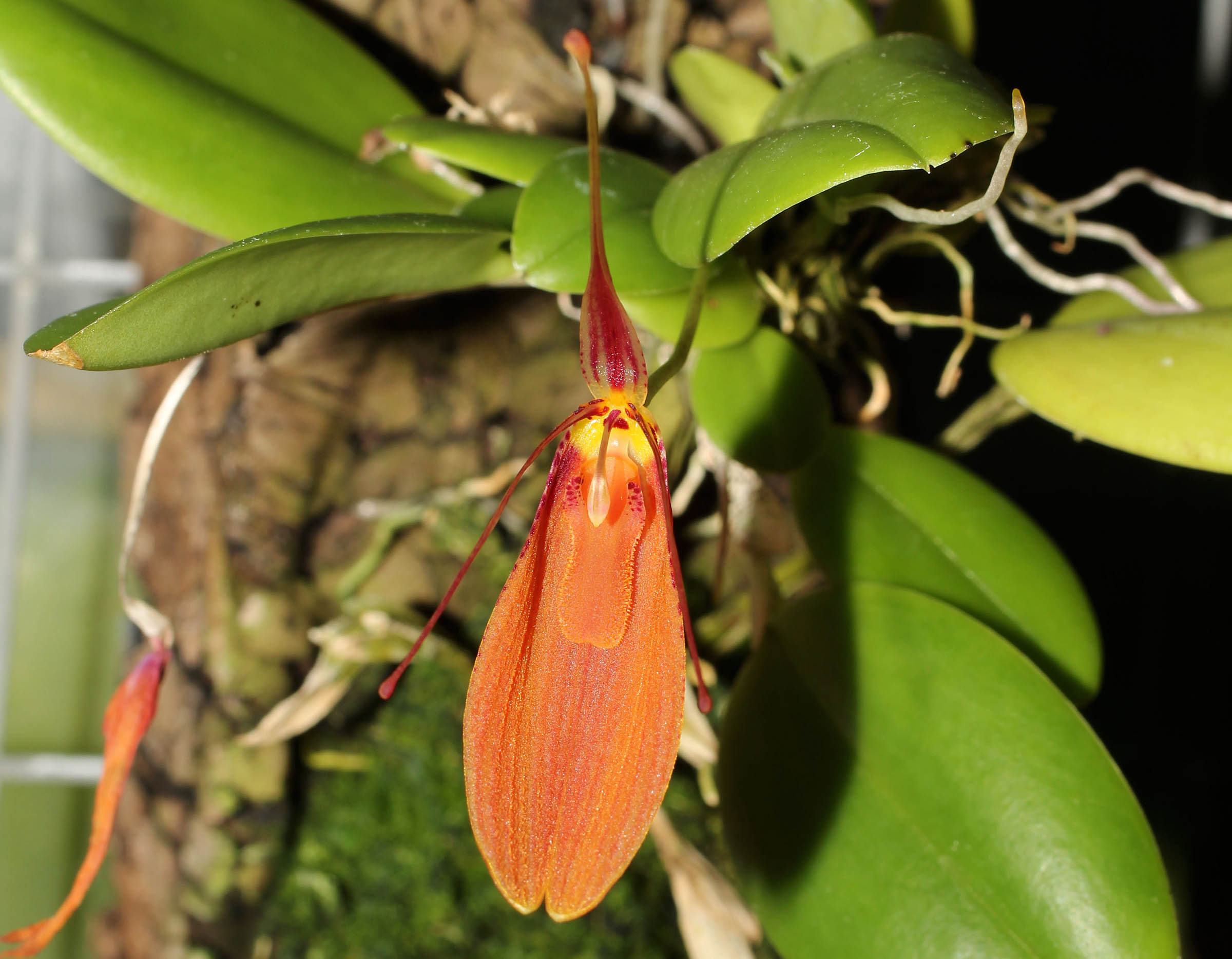 Restrepia cuprea