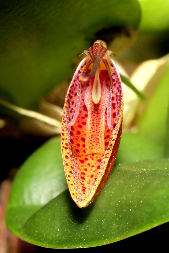 Restrepia cymbula