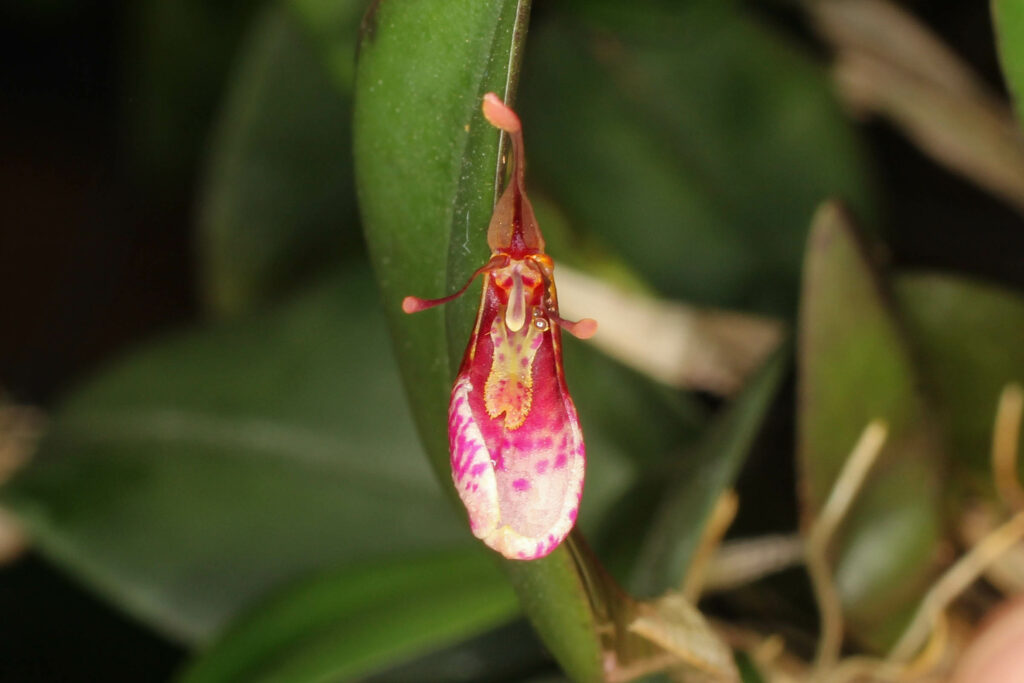 Restrepia lansbergii