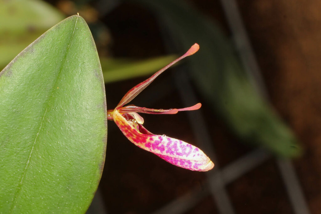 Restrepia lansbergii