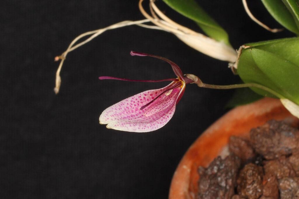 Restrepia roseola