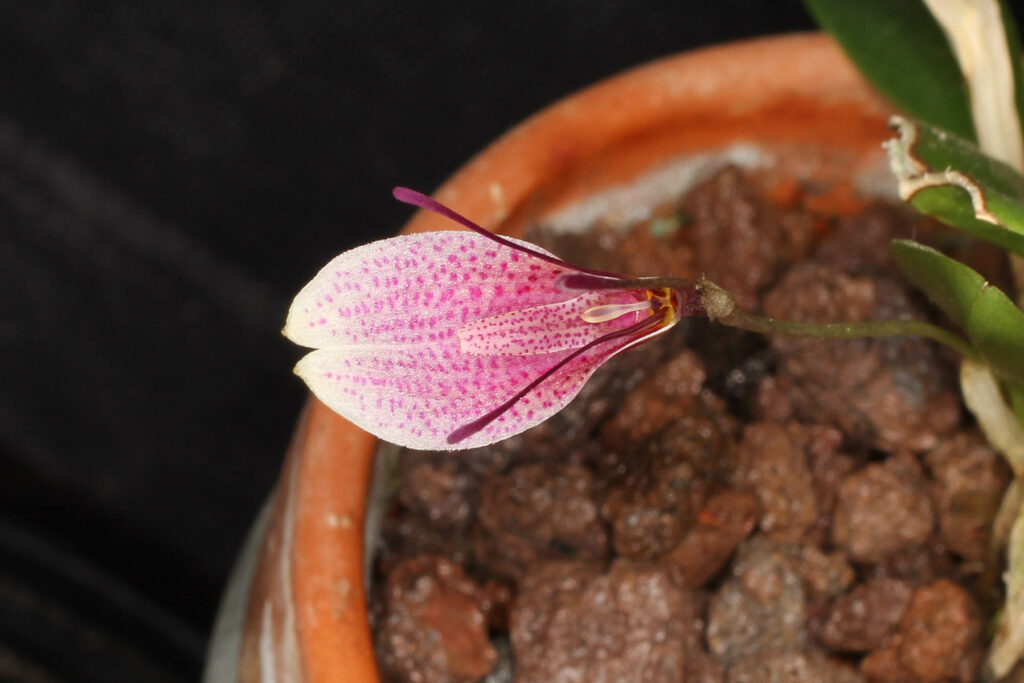 Restrepia roseola