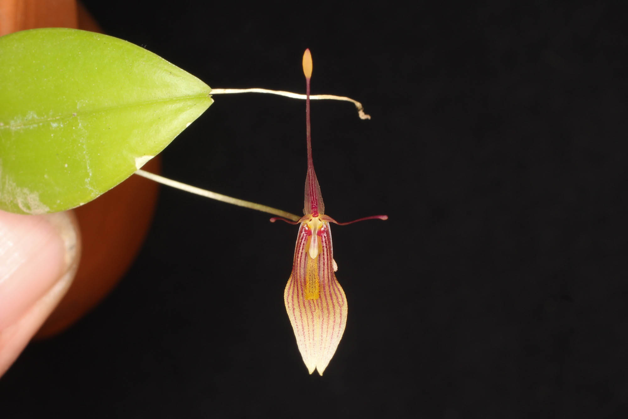 Restrepia trichoglossa