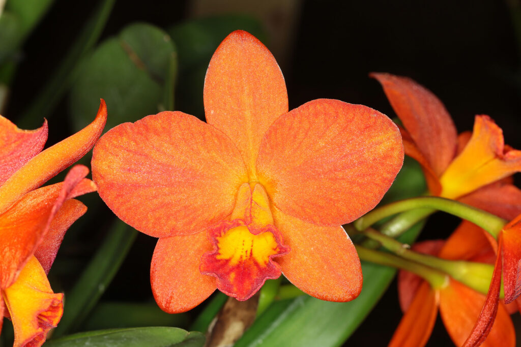 Rhyncatthleanthe Shinfong orange 'Exotic Sun'