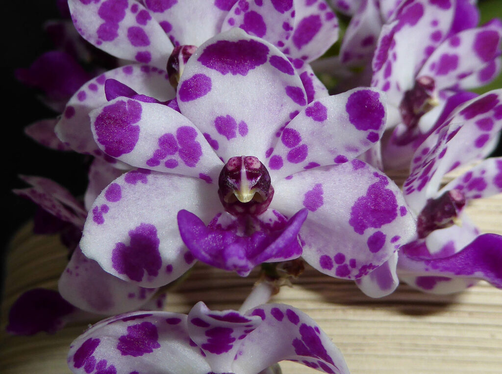 Rhynchostylis Kultana