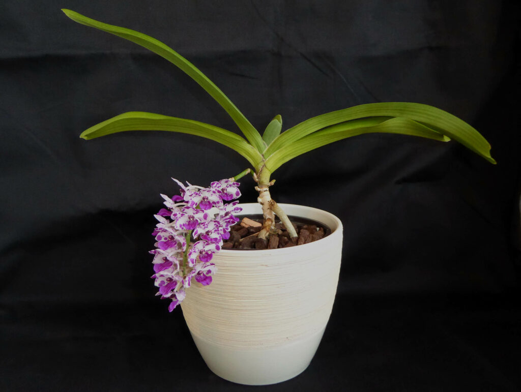 Rhynchostylis Kultana