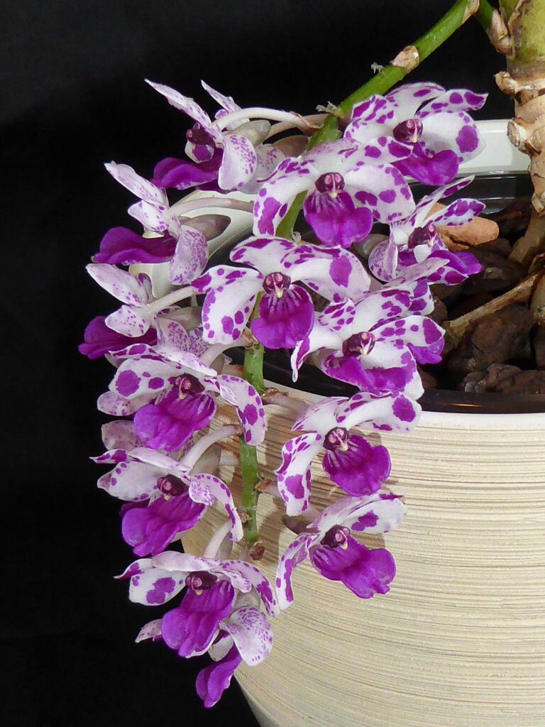 Rhynchostylis Kultana