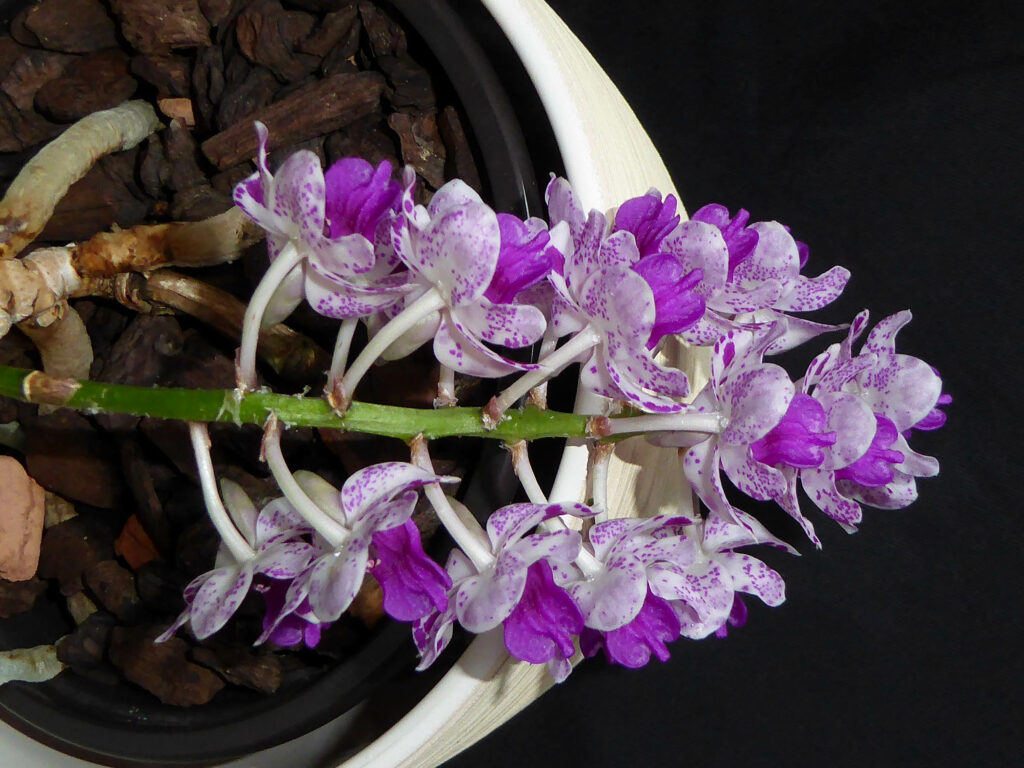 Rhynchostylis Kultana