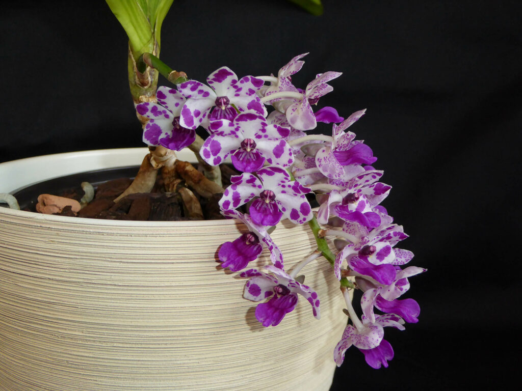 Rhynchostylis Kultana