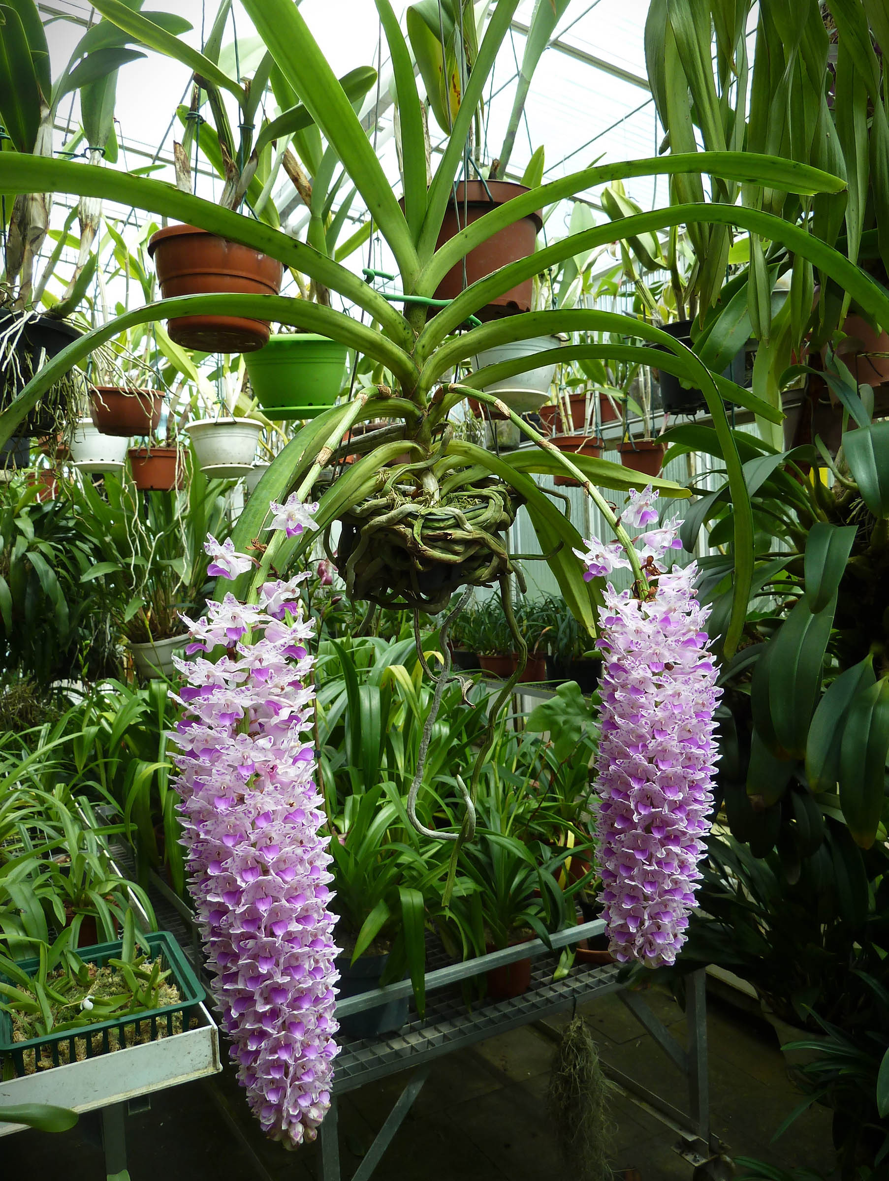 Rhynchostylis retusa 'Fuchsschwanz'