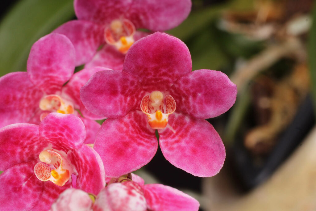 Sarcochilus Hanni Lauger