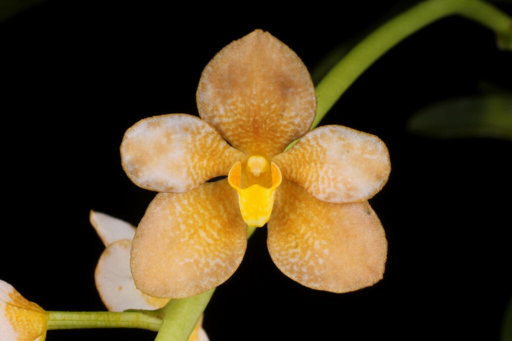 Sarcochilus Hanni Lauger