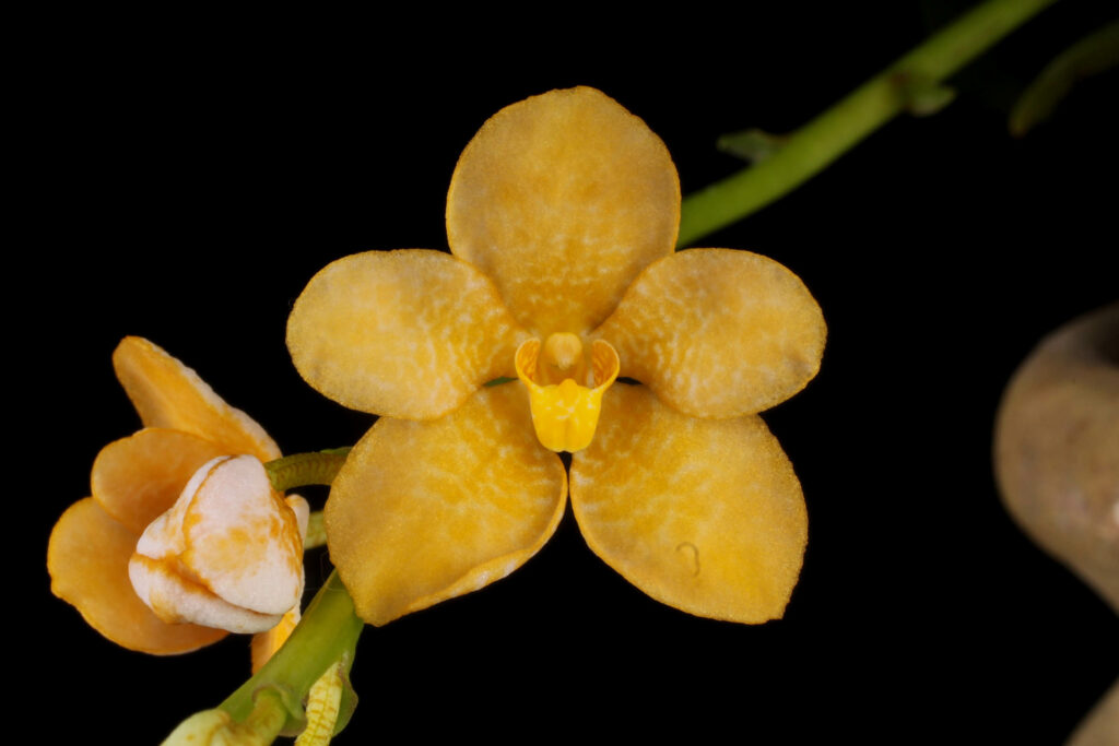 Sarcochilus Hanni Lauger