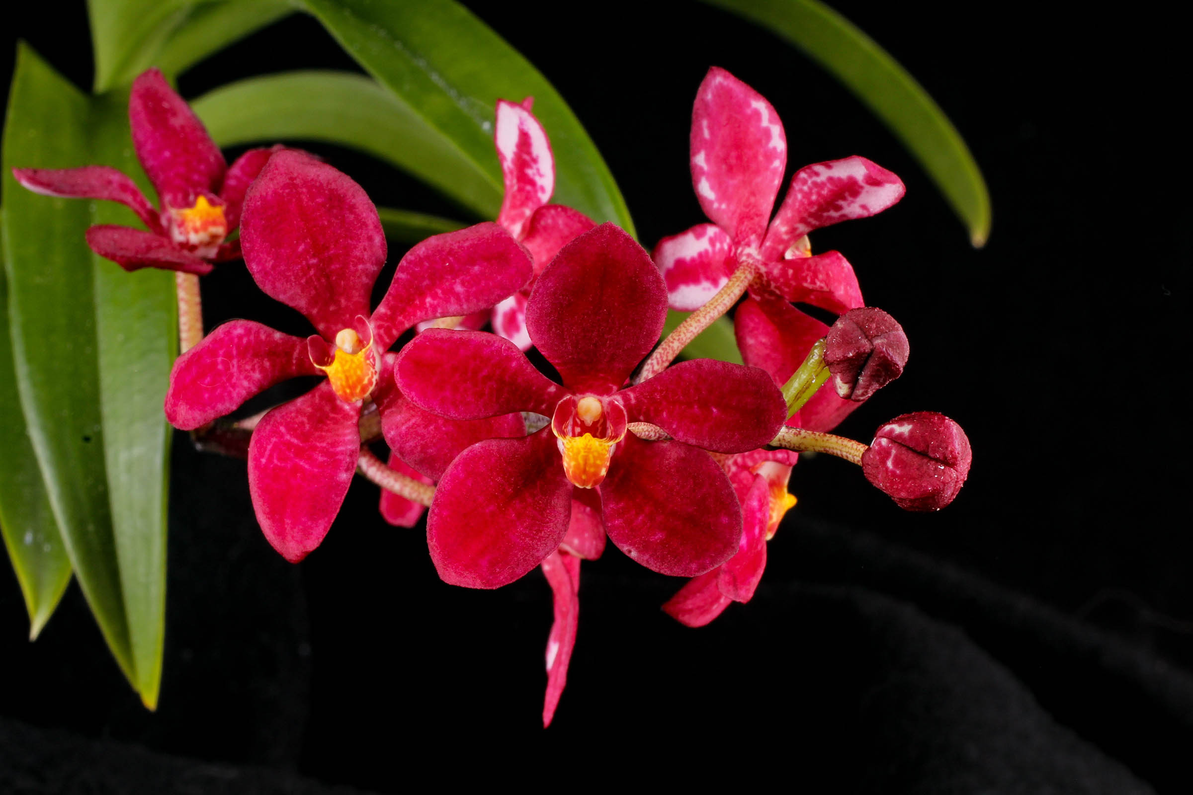 Sarcochilus Imagine