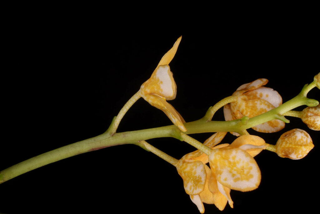 Sarcochilus Kulnura Strange