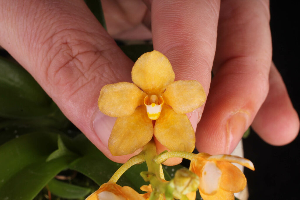 Sarcochilus Kulnura Strange