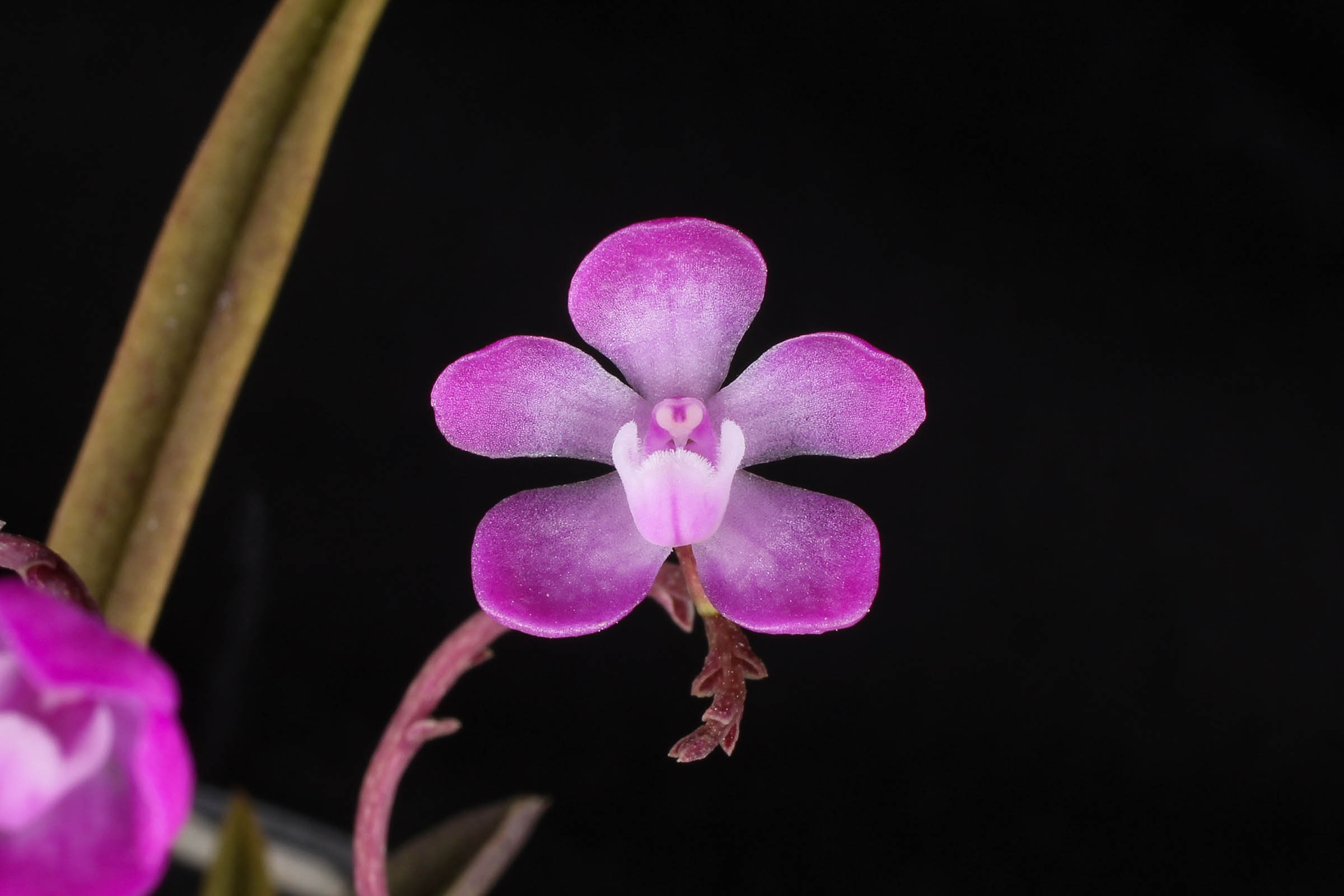 Sarcochilus ceciliae