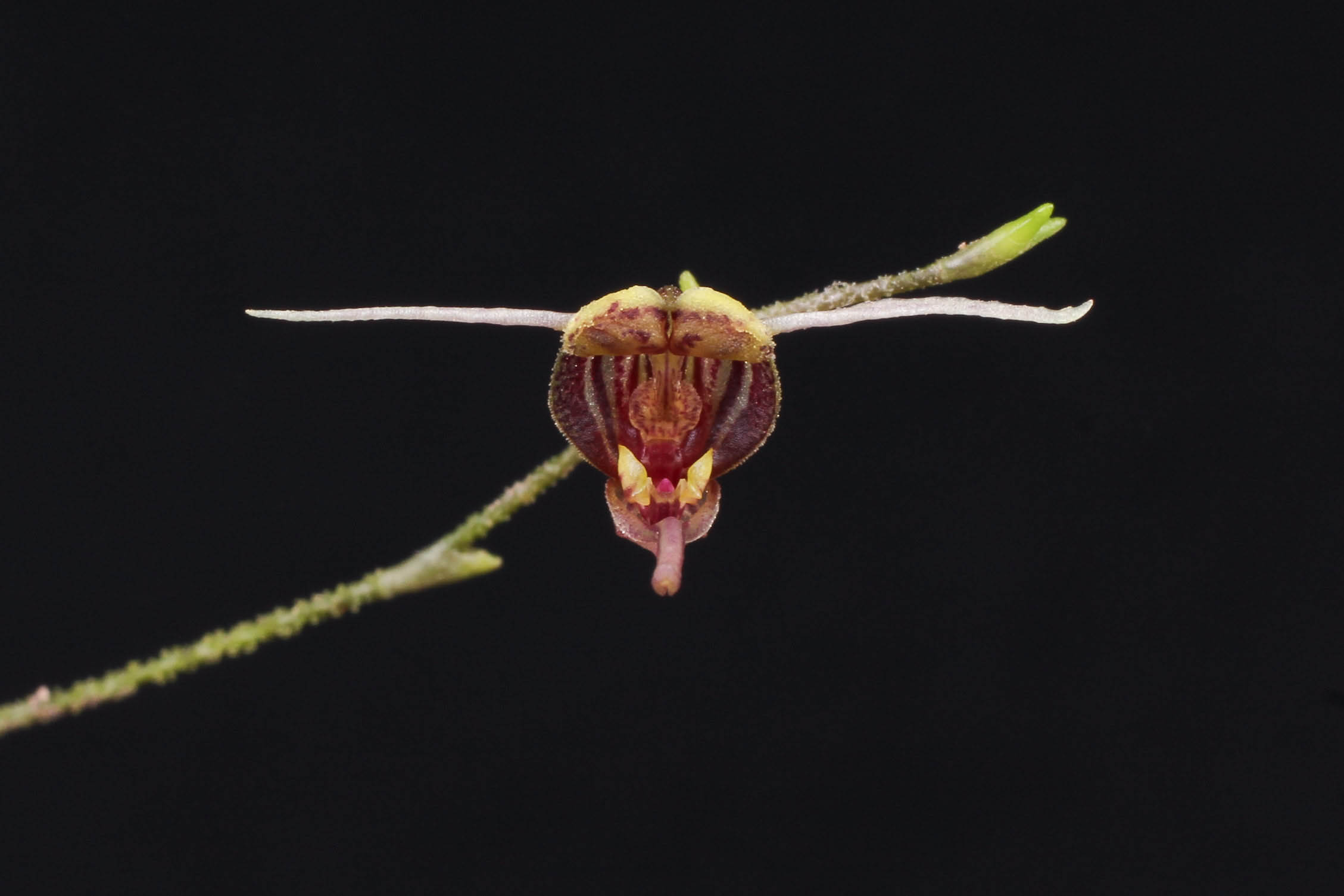 Scaphosepalum merinoi