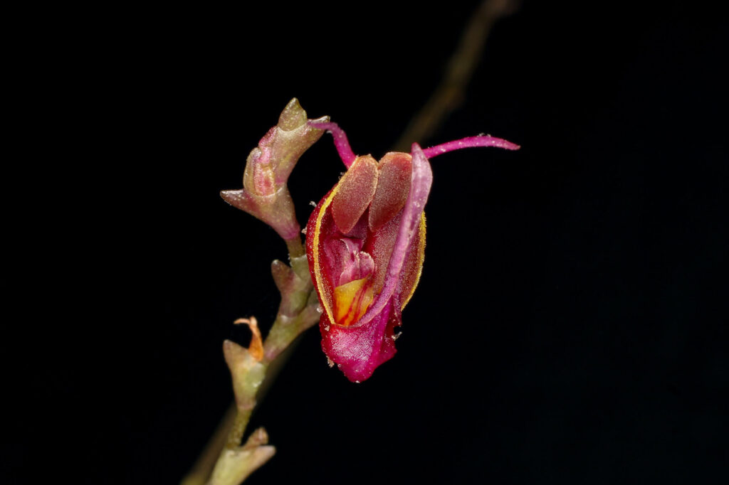 Scaphosepalum pulvinare