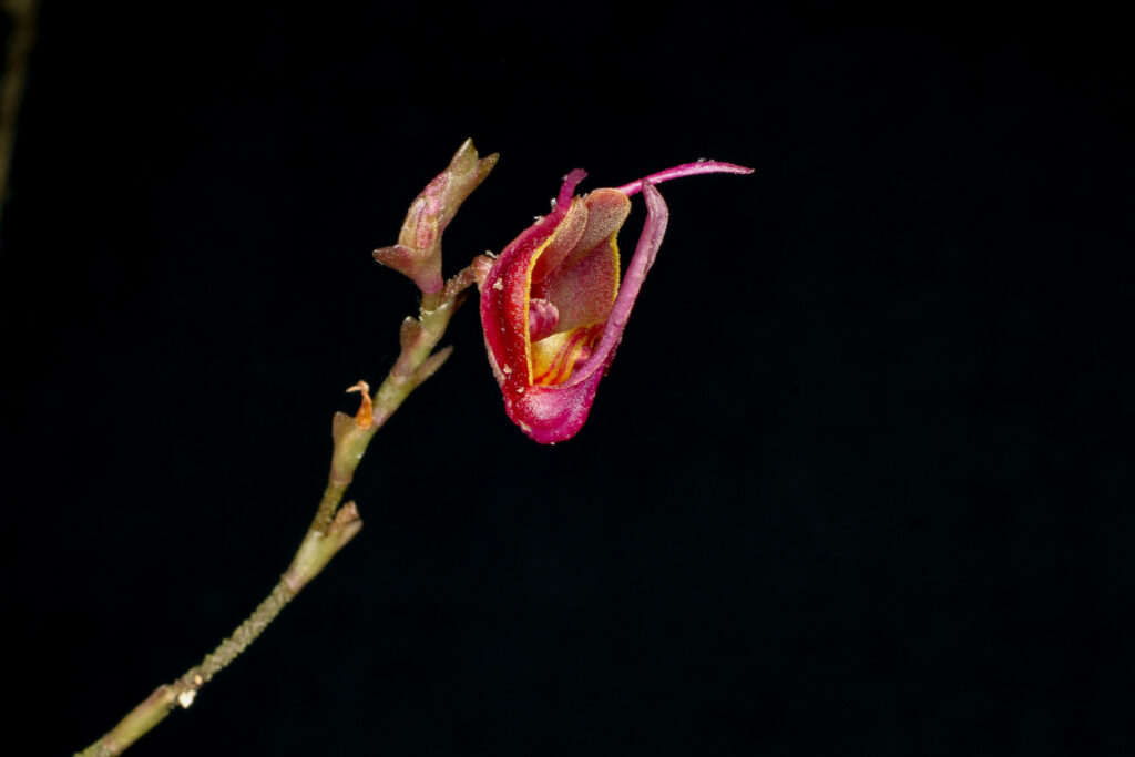 Scaphosepalum pulvinare