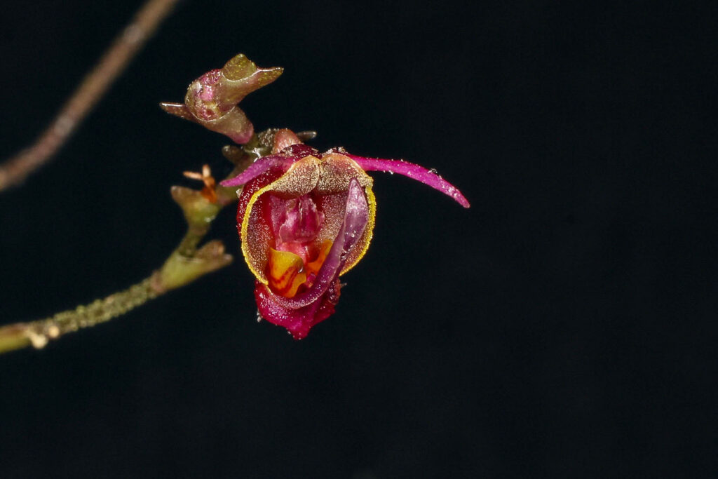 Scaphosepalum pulvinare