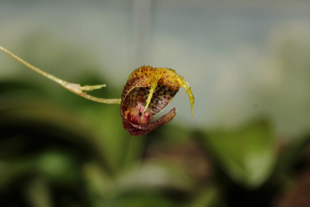 Scaphosepalum rapax