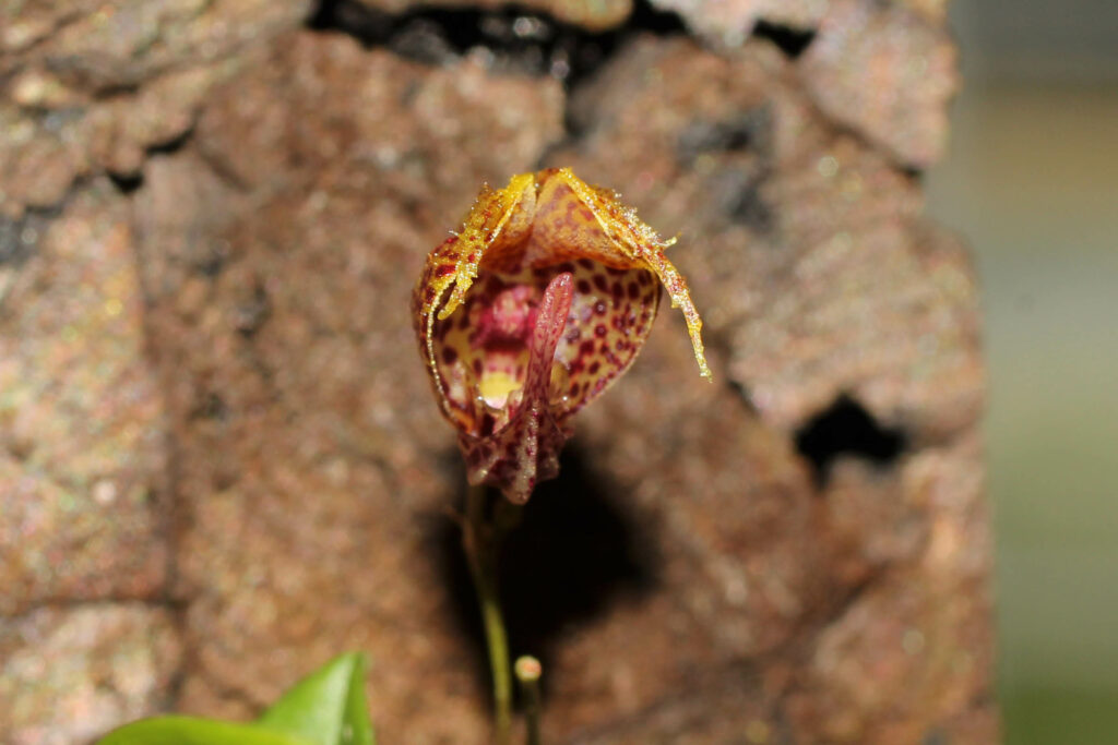 Scaphosepalum rapax