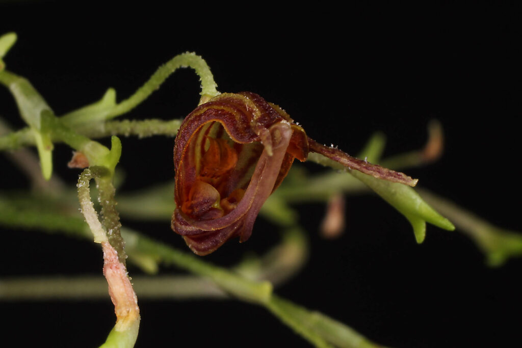 Scaphosepalum tiaratum