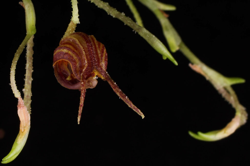 Scaphosepalum tiaratum