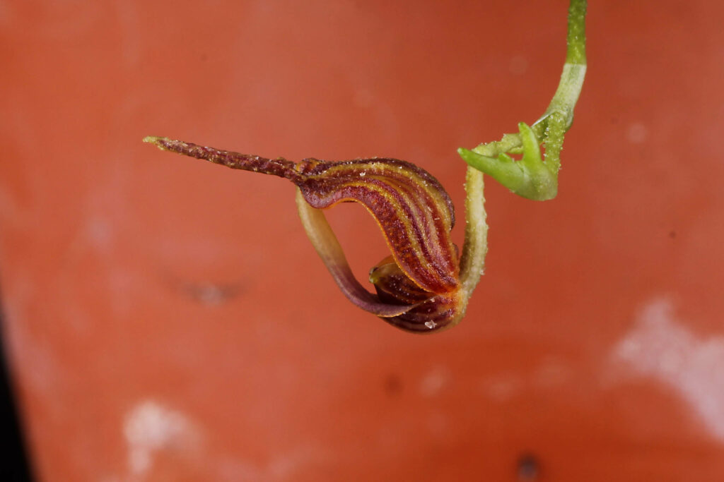 Scaphosepalum tiaratum