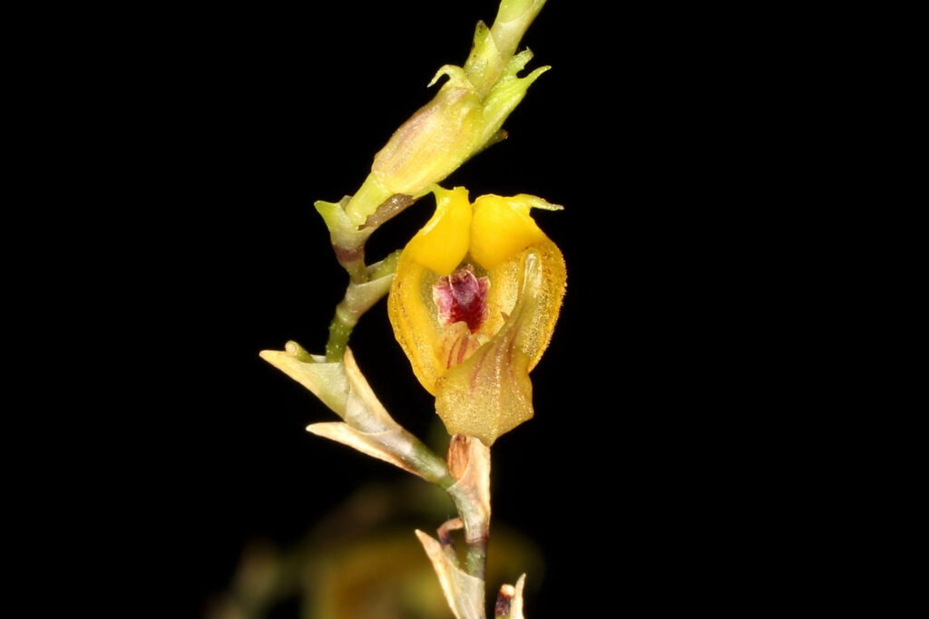 Scaphosepalum verrucosum