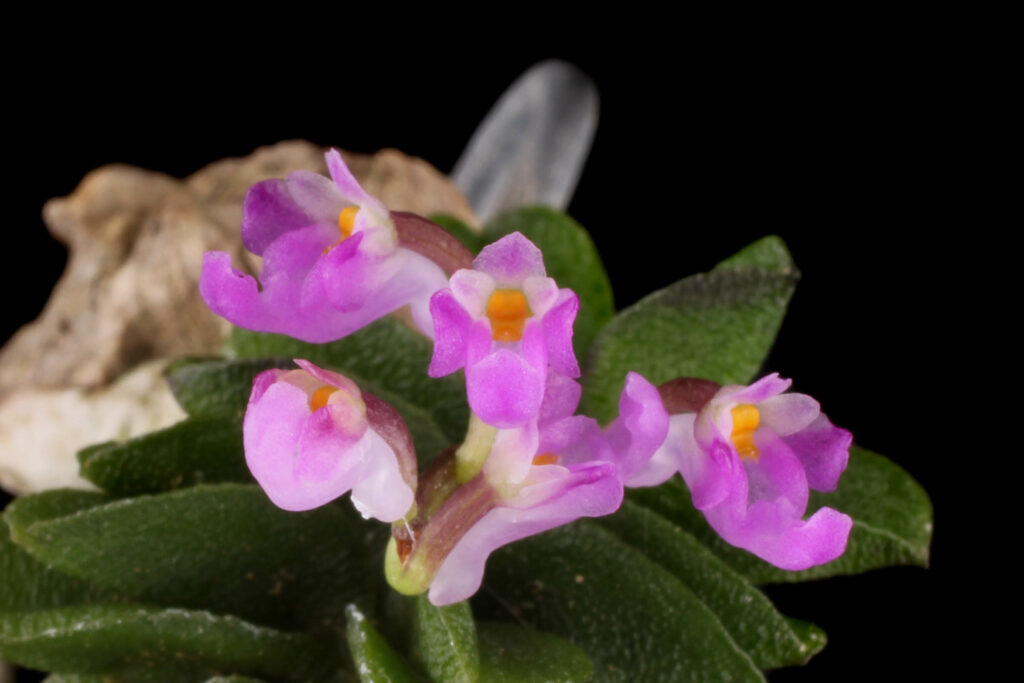 Schoenorchis fragrans