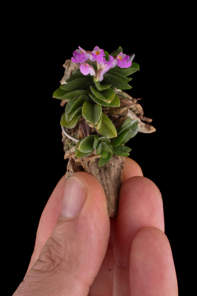 Schoenorchis fragrans