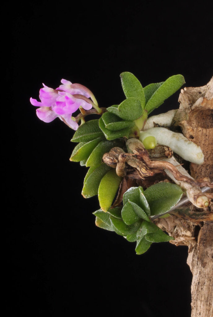 Schoenorchis fragrans