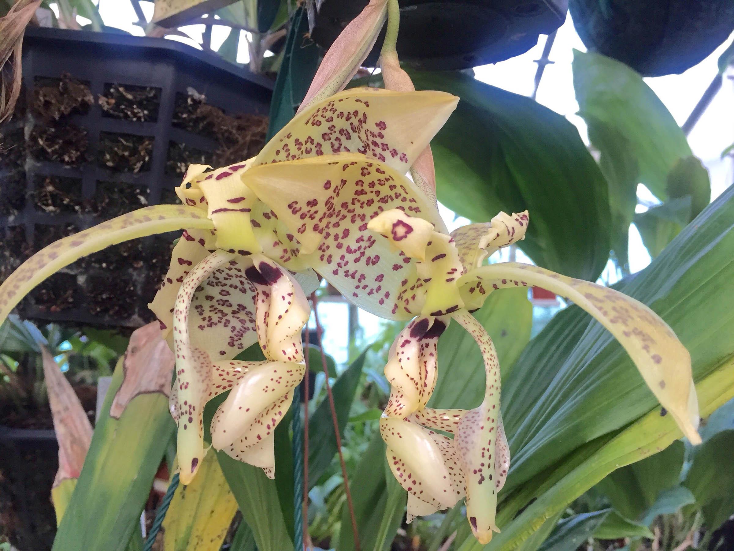 Stanhopea deltoidea