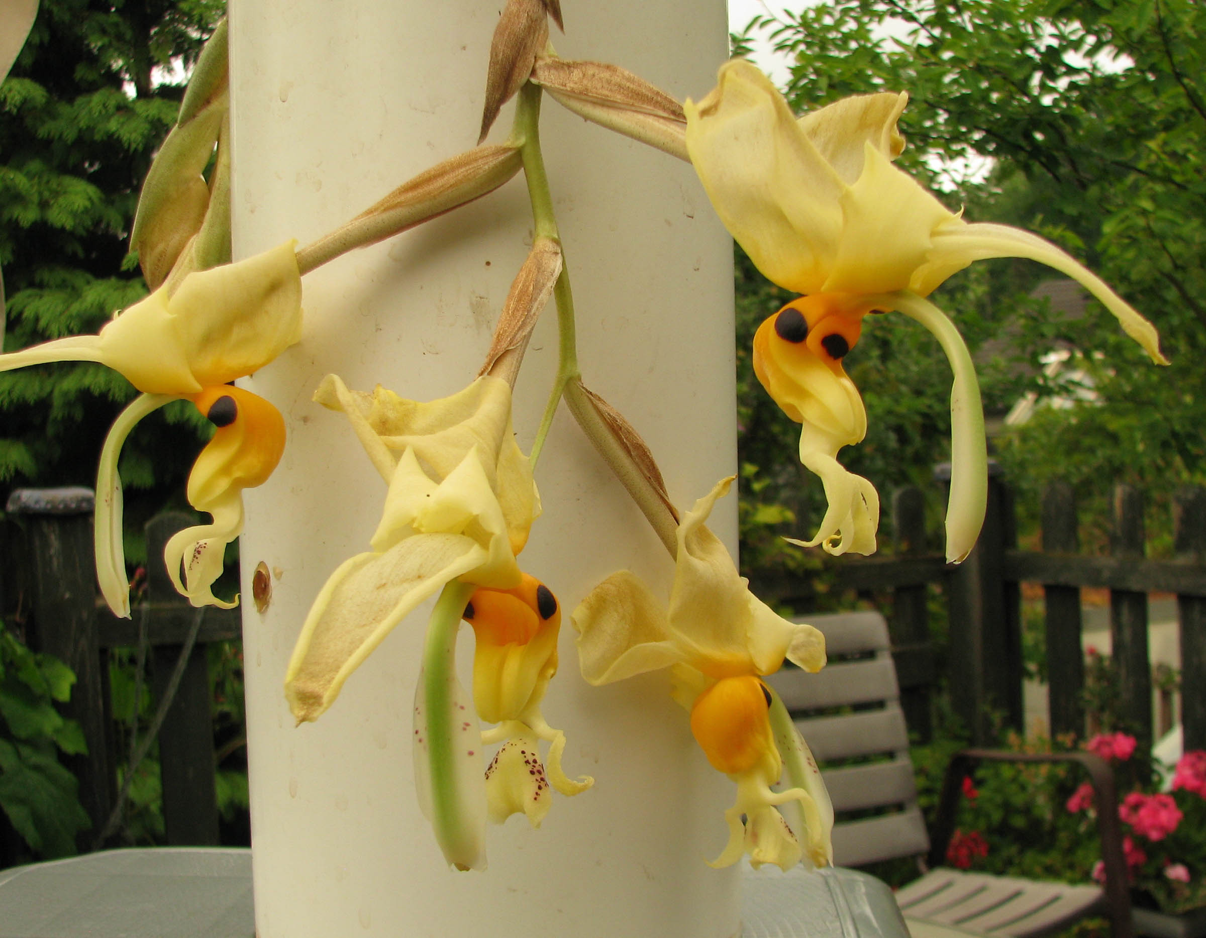 Stanhopea embreei