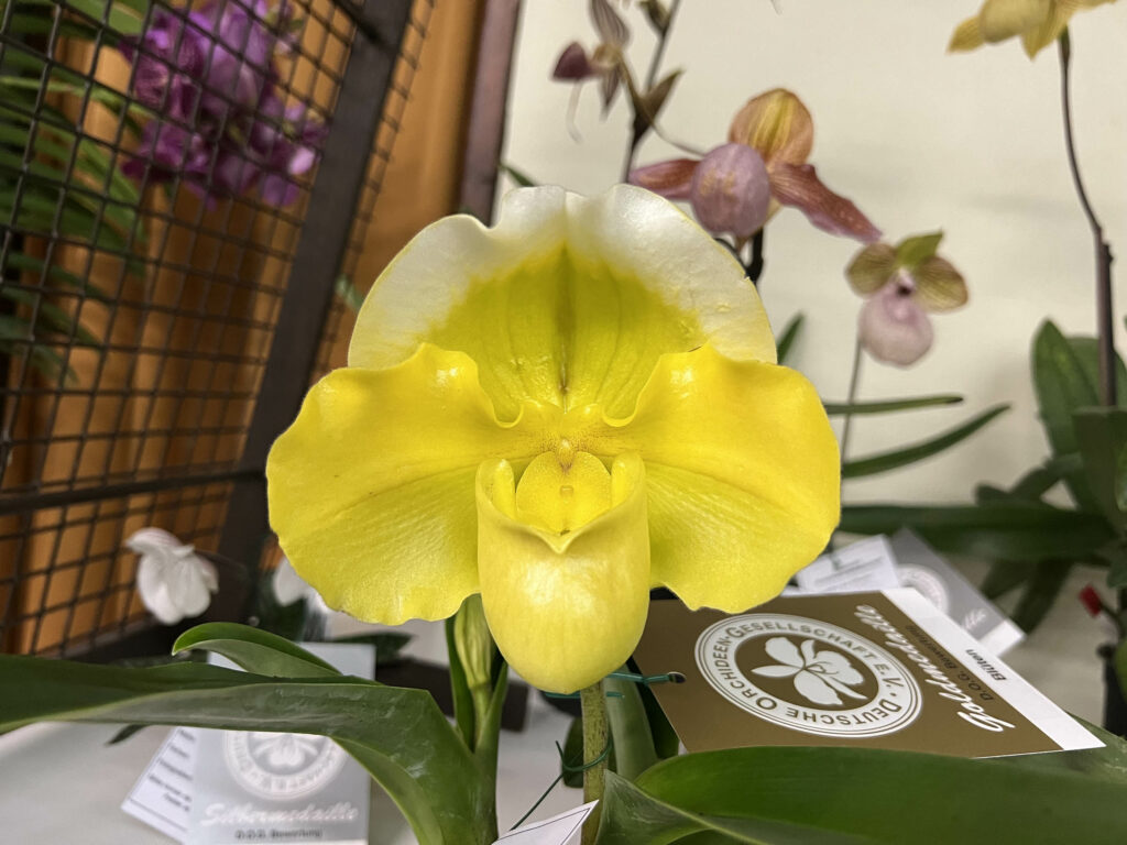 Paphiopedilum Emerald Stone 'Franz'