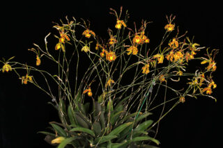 Psychopsis krameriana