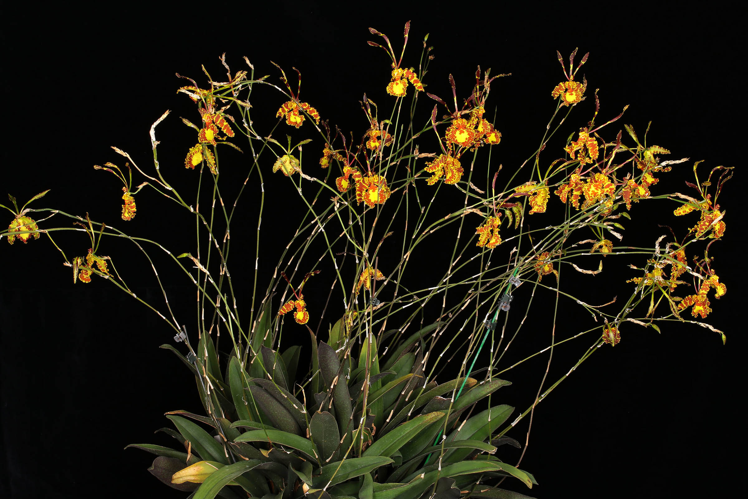 Psychopsis krameriana