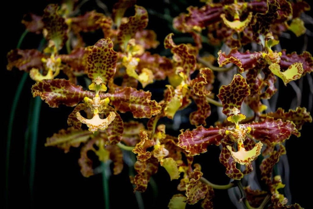 Trichocentrum stacyi