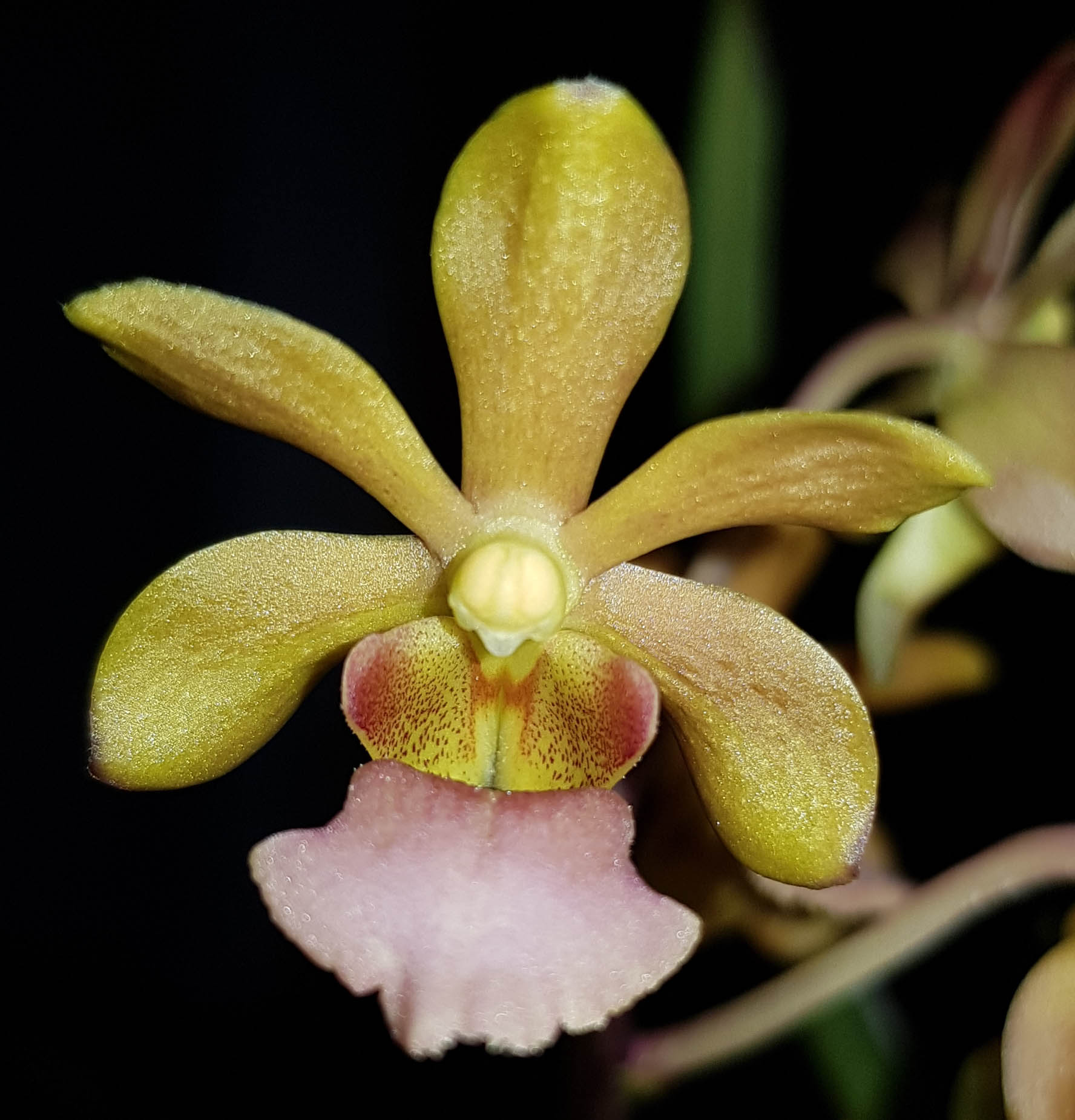 Vanda Motes Pixie Dust