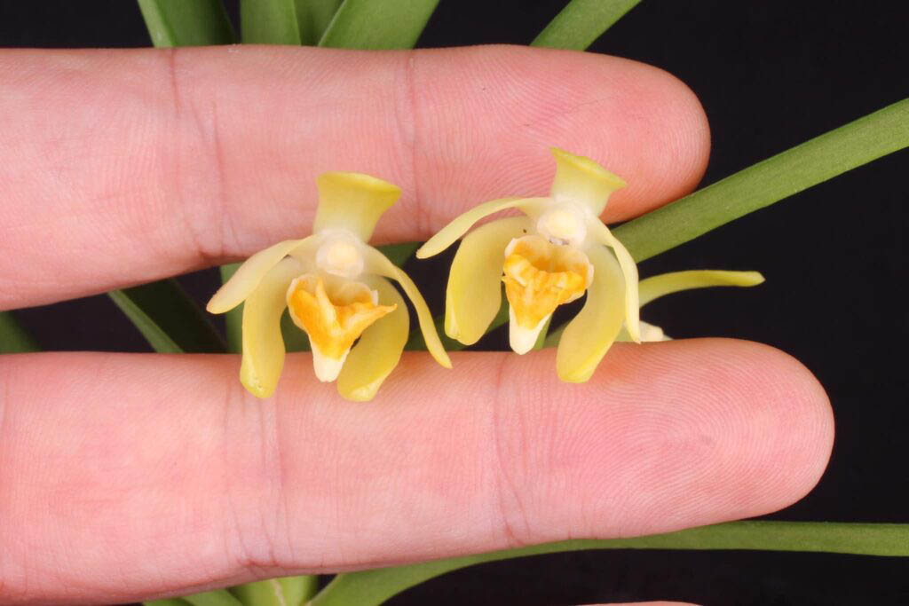 Vanda cristata