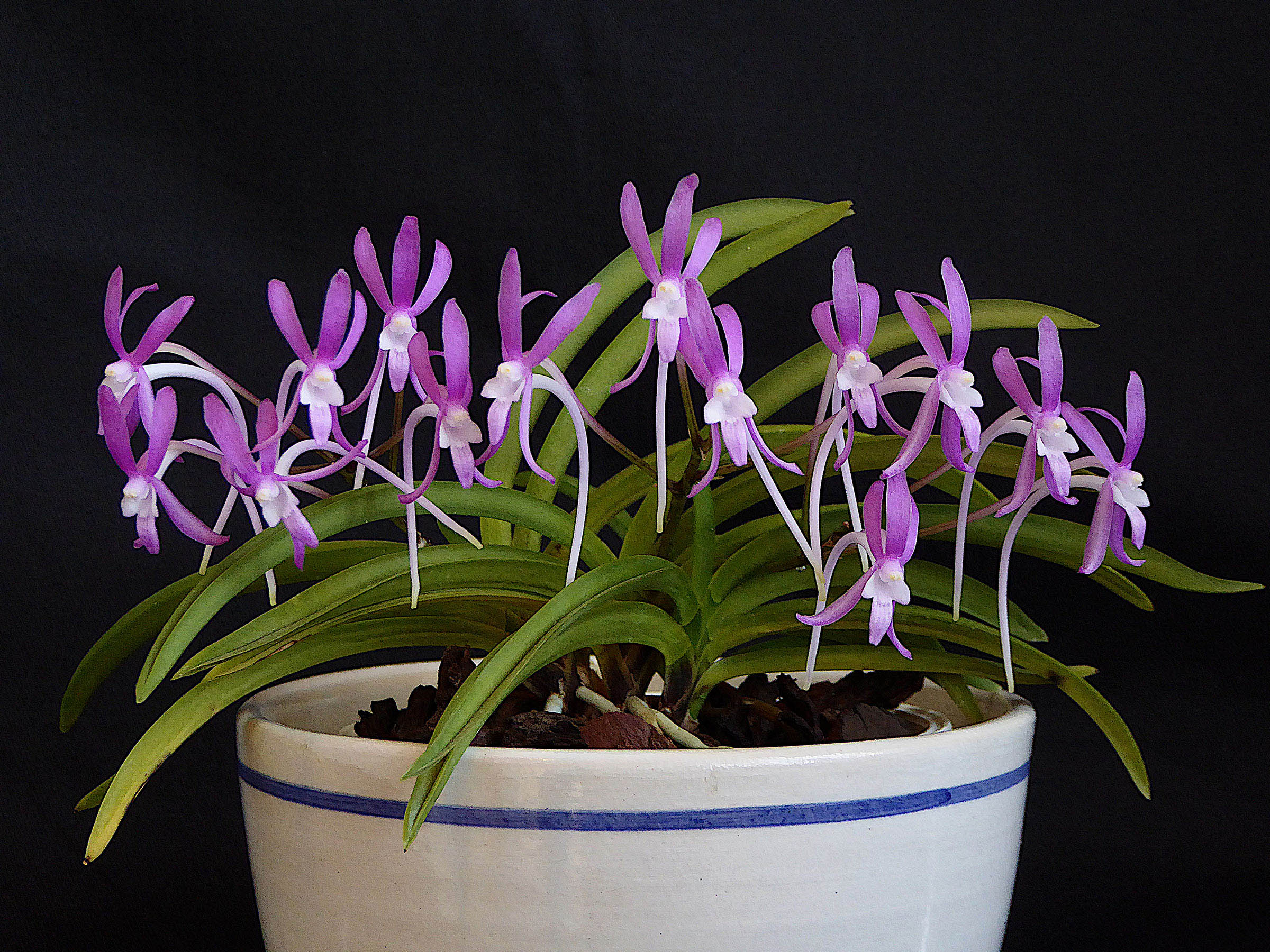 Vanda falcata 'Honggang'