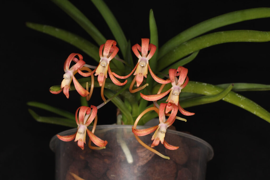 Vanda falcata