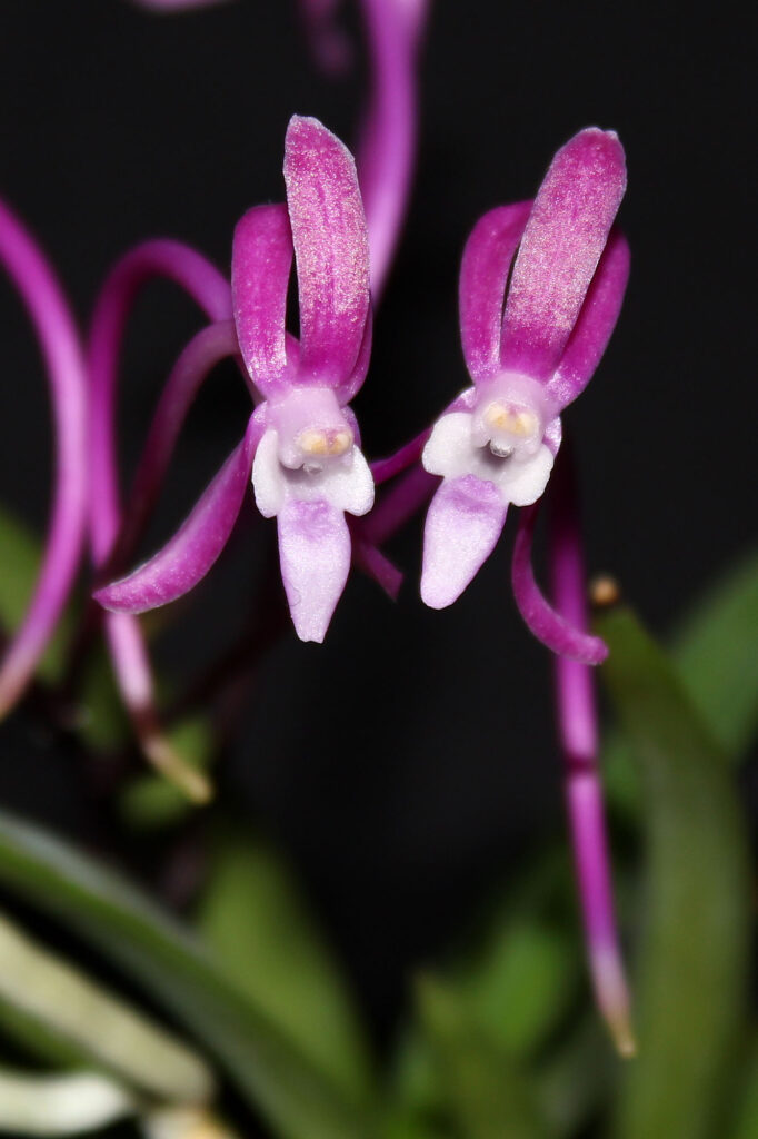 Vanda falcata