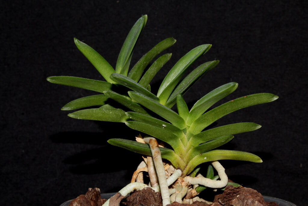 Vanda falcata