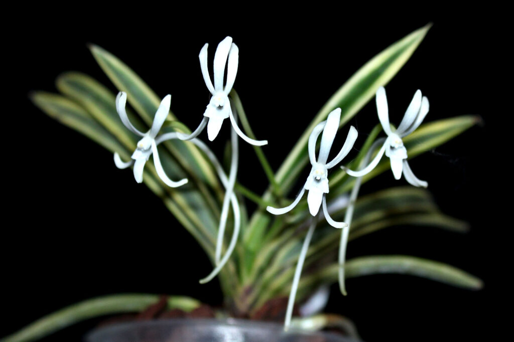 Vanda falcata