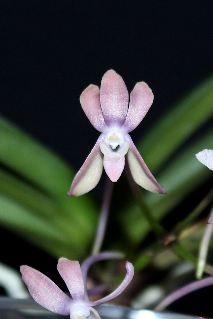 Vanda falcata